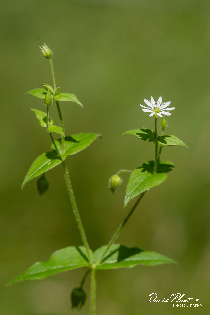 David Plant Photography - Wildlife Photography - Water chickweed - C.jpg - Water chickweed, Stellaria aquatica - North Somerset