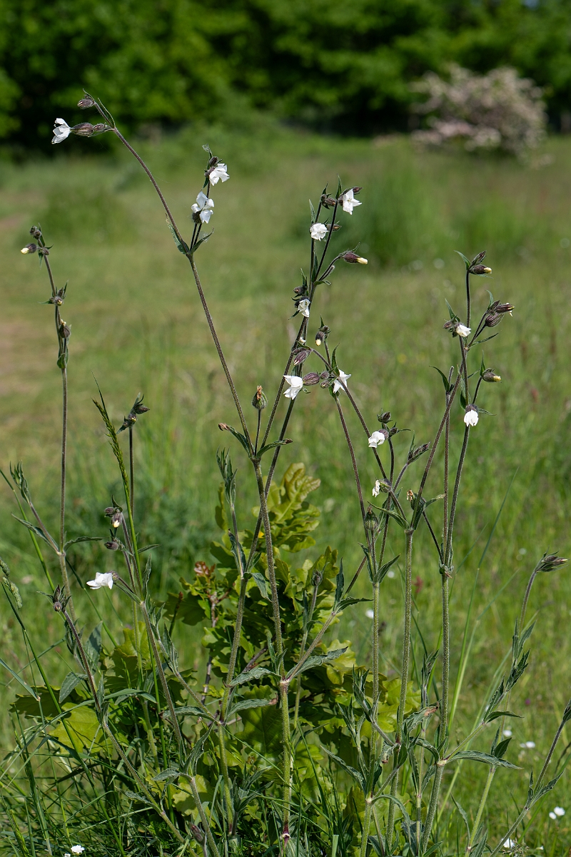 David Plant Photography - Wildlife Photography - White campion - F.jpg - White campion - Norfolk