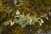 David Plant Photography - Wildlife Photography - Alpine mouse-ear - C
