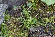 David Plant Photography - Wildlife Photography - Alpine pearlwort - A