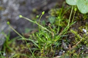 David Plant Photography - Wildlife Photography - Alpine pearlwort - D