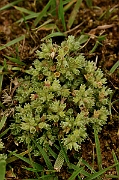 David Plant Photography - Wildlife Photography - Annual knawel - A