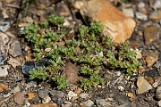 David Plant Photography - Wildlife Photography - Annual knawel - B