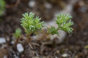 David Plant Photography - Wildlife Photography - Annual knawel - C