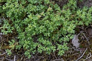 David Plant Photography - Wildlife Photography - Annual knawel - D