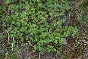 David Plant Photography - Wildlife Photography - Annual knawel - E