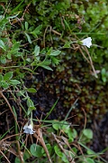 David Plant Photography - Wildlife Photography - Arctic mouse-ear - B