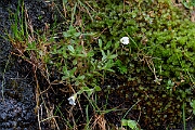 David Plant Photography - Wildlife Photography - Arctic mouse-ear - C