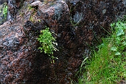 David Plant Photography - Wildlife Photography - Arctic mouse-ear - D