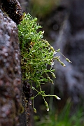 David Plant Photography - Wildlife Photography - Arctic mouse-ear - E