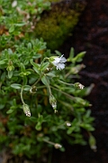 David Plant Photography - Wildlife Photography - Arctic mouse-ear - F