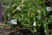 David Plant Photography - Wildlife Photography - Arctic mouse-ear - G