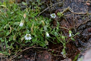 David Plant Photography - Wildlife Photography - Arctic mouse-ear - H