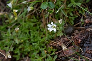 David Plant Photography - Wildlife Photography - Arctic mouse-ear - I