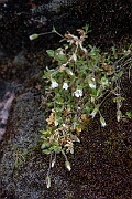 David Plant Photography - Wildlife Photography - Arctic mouse-ear - J