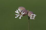 David Plant Photography - Wildlife Photography - Bladder campion - C