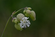 David Plant Photography - Wildlife Photography - Bladder campion - I