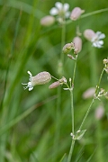 David Plant Photography - Wildlife Photography - Bladder campion - J