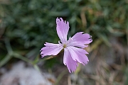 David Plant Photography - Wildlife Photography - Cheddar pink - A