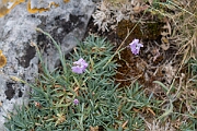 David Plant Photography - Wildlife Photography - Cheddar pink - B