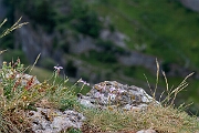 David Plant Photography - Wildlife Photography - Cheddar pink - C