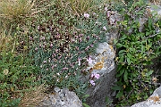 David Plant Photography - Wildlife Photography - Cheddar pink - E