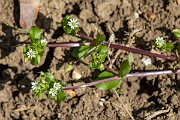 David Plant Photography - Wildlife Photography - Common chickweed - E