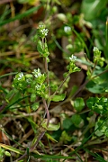 David Plant Photography - Wildlife Photography - Common chickweed - H