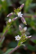 David Plant Photography - Wildlife Photography - Common mouse-ear - A