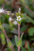 David Plant Photography - Wildlife Photography - Common mouse-ear - B