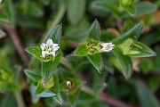 David Plant Photography - Wildlife Photography - Common mouse-ear - C