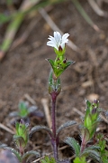 David Plant Photography - Wildlife Photography - Common mouse-ear - D