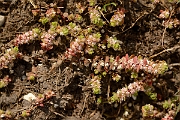 David Plant Photography - Wildlife Photography - Coral-necklace - A