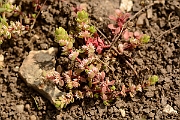David Plant Photography - Wildlife Photography - Coral-necklace - B