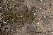 David Plant Photography - Wildlife Photography - Corn spurrey - A