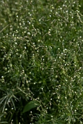 David Plant Photography - Wildlife Photography - Corn spurrey - D