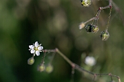 David Plant Photography - Wildlife Photography - Corn spurrey - I
