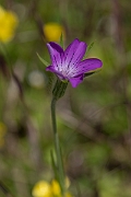 David Plant Photography - Wildlife Photography - Corncockle - E