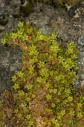 David Plant Photography - Wildlife Photography - Cyphel - B
