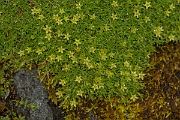 David Plant Photography - Wildlife Photography - Cyphel - C