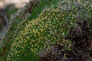 David Plant Photography - Wildlife Photography - Cyphel - D