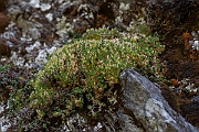 David Plant Photography - Wildlife Photography - Cyphel - F