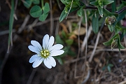 David Plant Photography - Wildlife Photography - Field mouse-ear - B