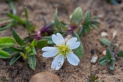 David Plant Photography - Wildlife Photography - Field mouse-ear - C