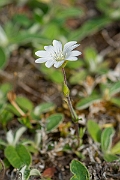 David Plant Photography - Wildlife Photography - Field mouse-ear - F