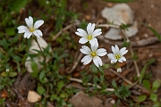 David Plant Photography - Wildlife Photography - Field mouse-ear - G