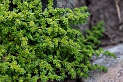 David Plant Photography - Wildlife Photography - Fringed rupturewort - C