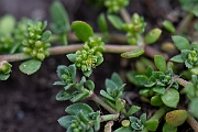 David Plant Photography - Wildlife Photography - Fringed rupturewort - D