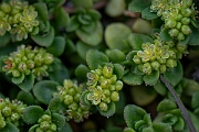 David Plant Photography - Wildlife Photography - Fringed rupturewort - G