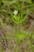 David Plant Photography - Wildlife Photography - Greater chickweed - A